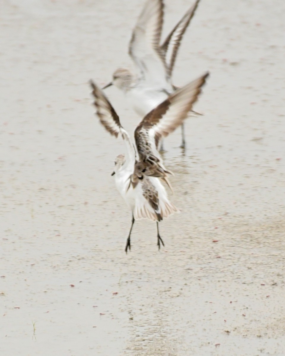 Bécasseau sanderling - ML337238941