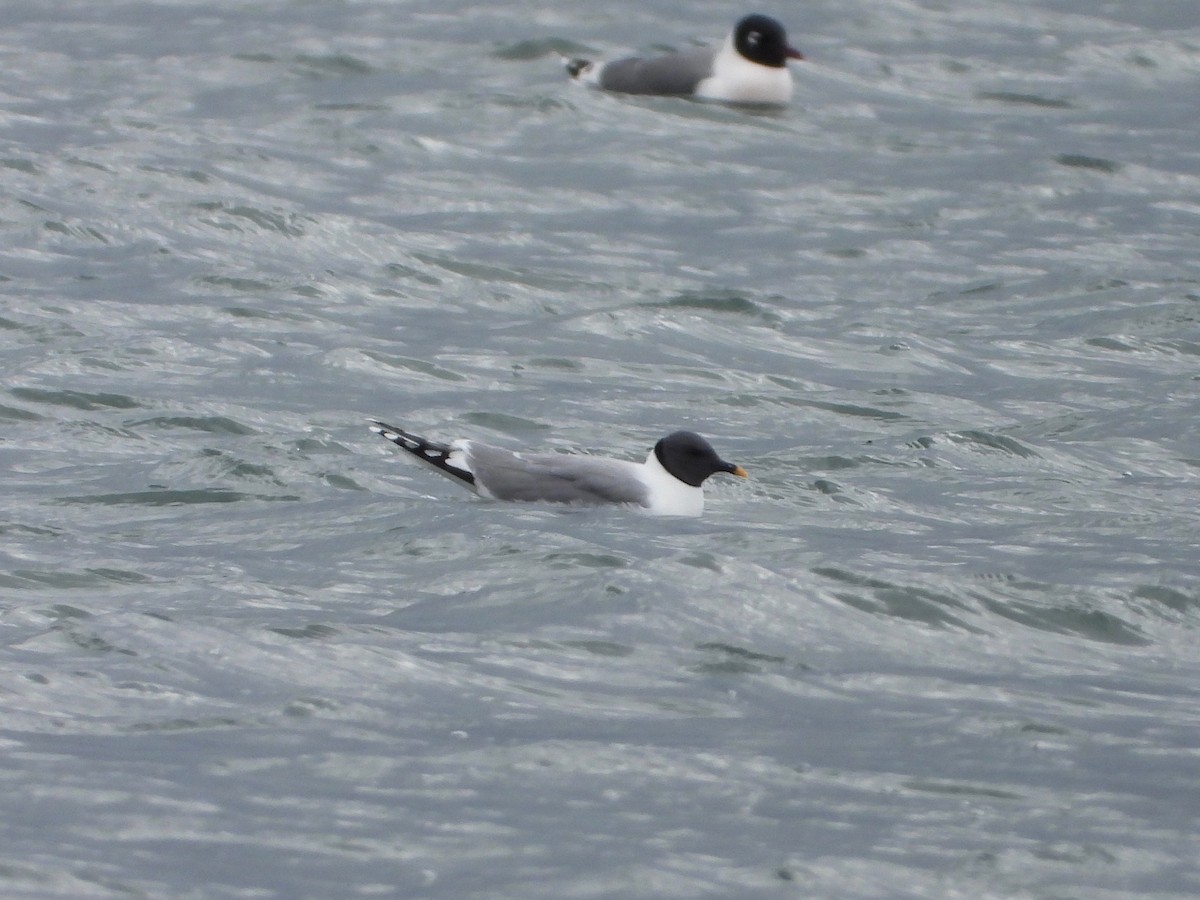 Sabine's Gull - Evan Walters