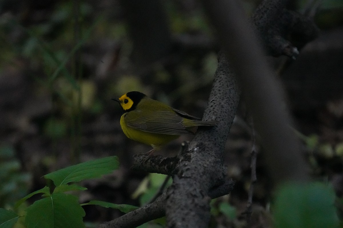 Hooded Warbler - ML337239261