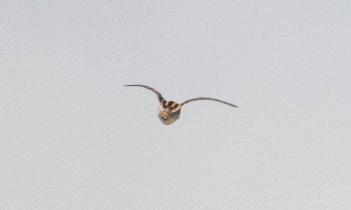 Wilson's Snipe - ML337239981