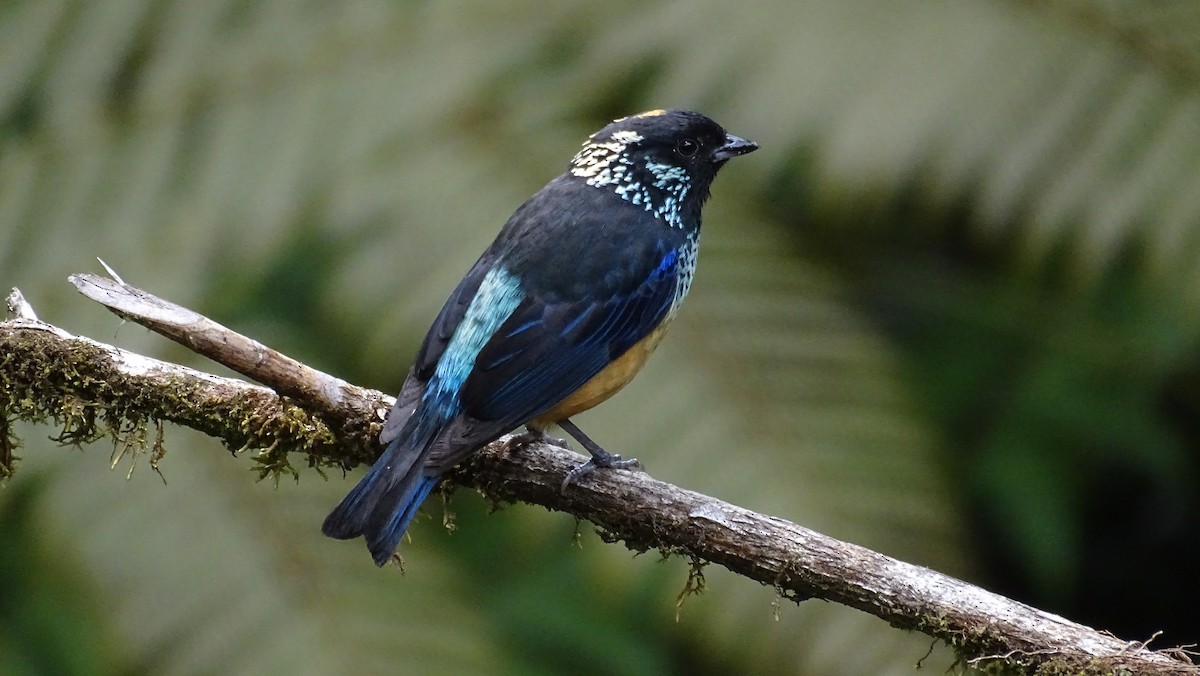 Spangle-cheeked Tanager - Diego Ramírez