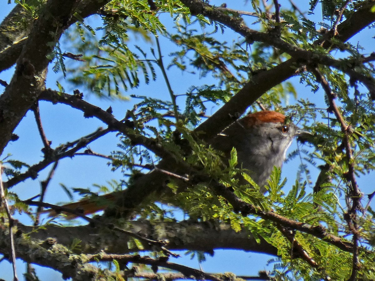 Spix's Spinetail - ML337243251