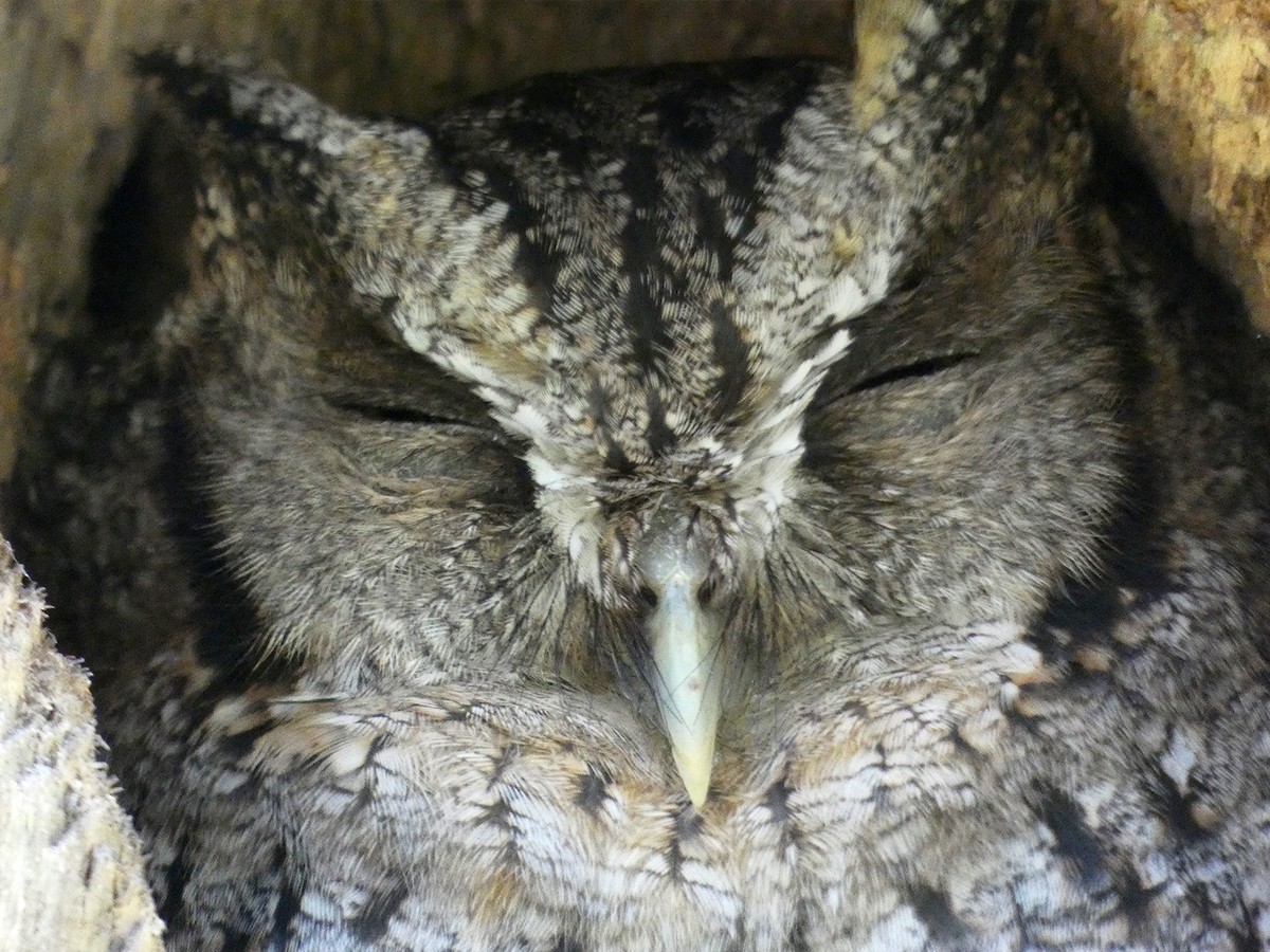 Tropical Screech-Owl - Simón Guadagnini