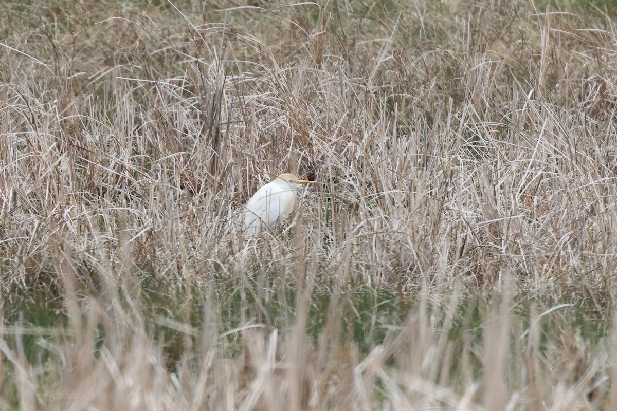 Héron garde-boeufs - ML337243841