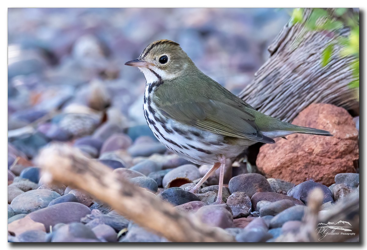 Ovenbird - Robert Gallucci