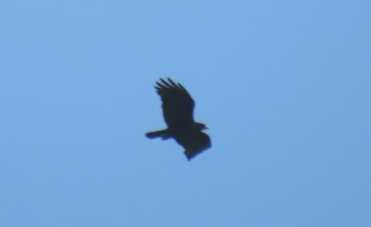 Zone-tailed Hawk - Fernando Angulo - CORBIDI