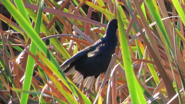 Purple Gallinule - ML337248191