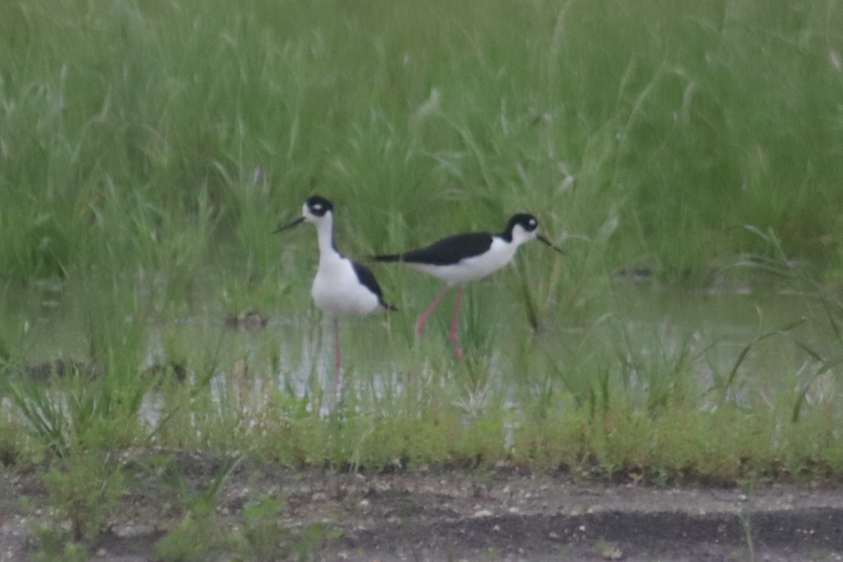 Black-necked Stilt - ML337250081