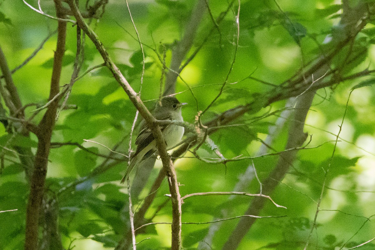 Acadian Flycatcher - Will Bennett