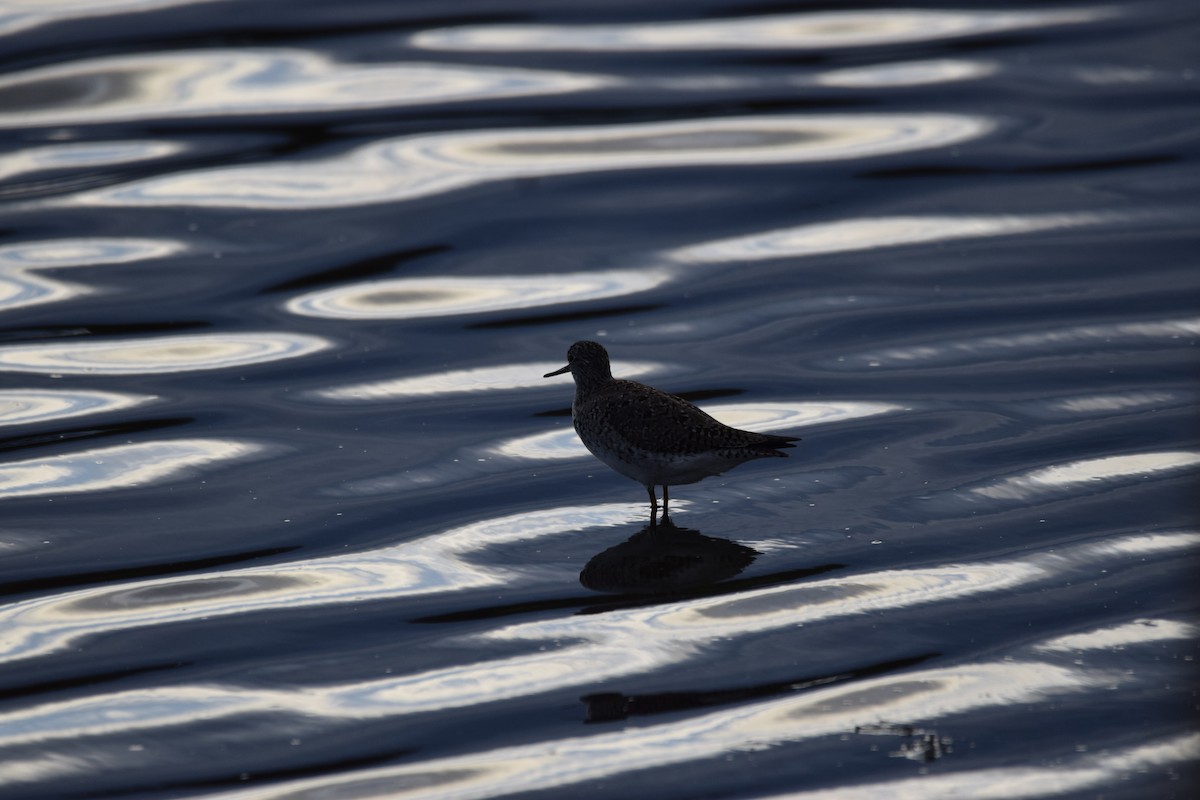 Greater Yellowlegs - ML337252111