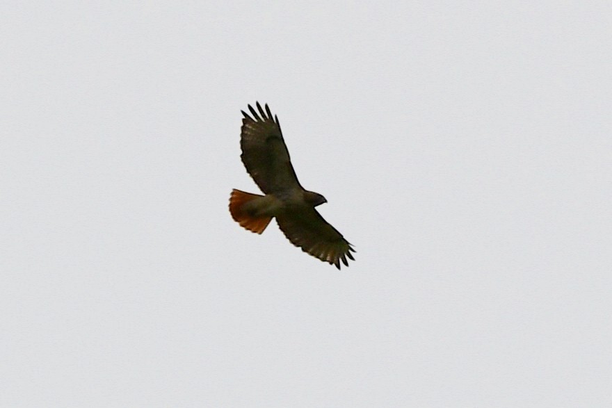 Red-tailed Hawk - ML337252431