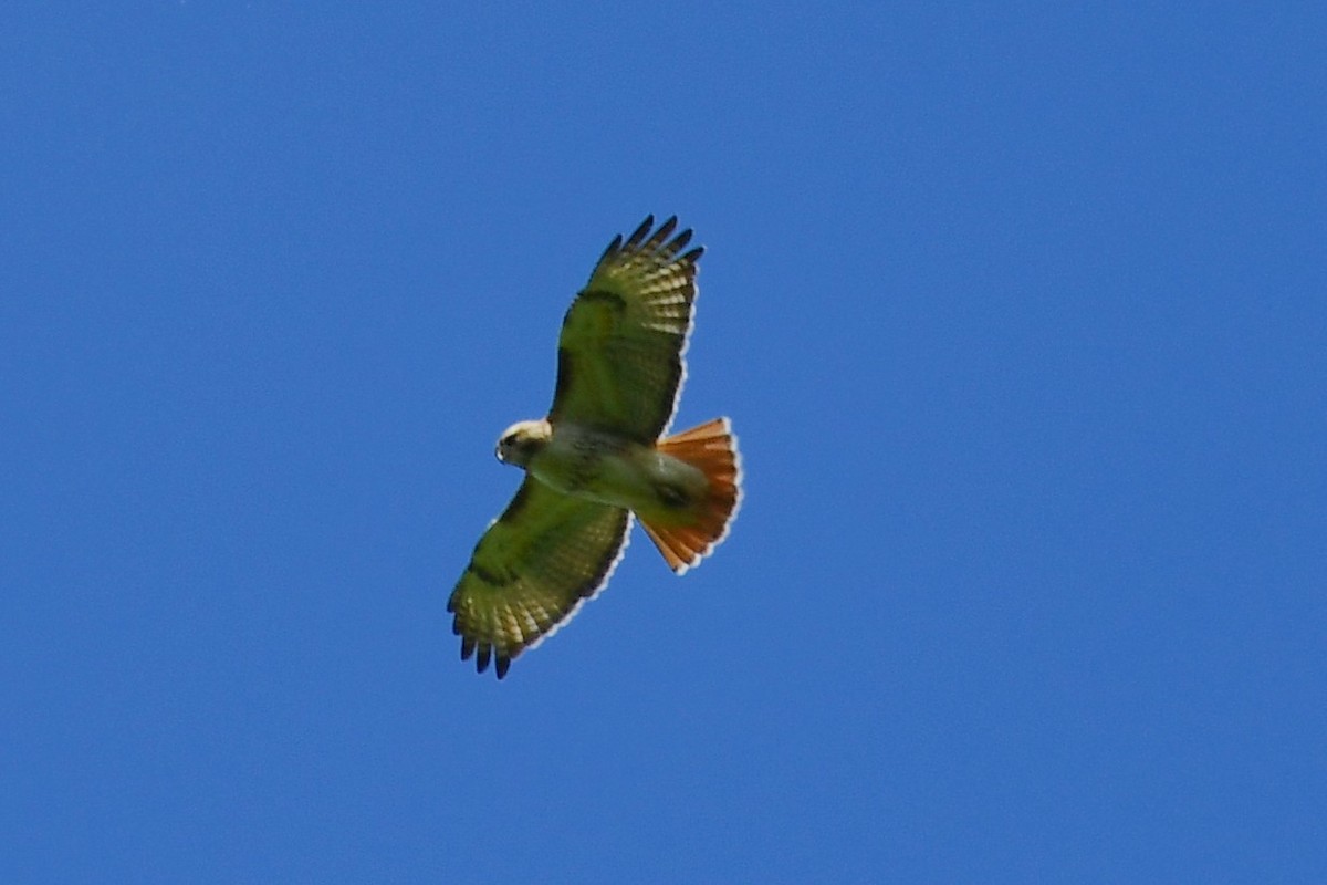Red-tailed Hawk - ML337252441