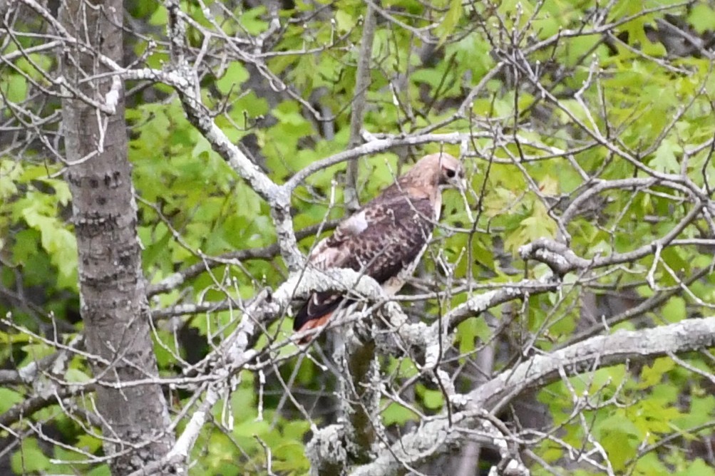 Red-tailed Hawk - ML337252451