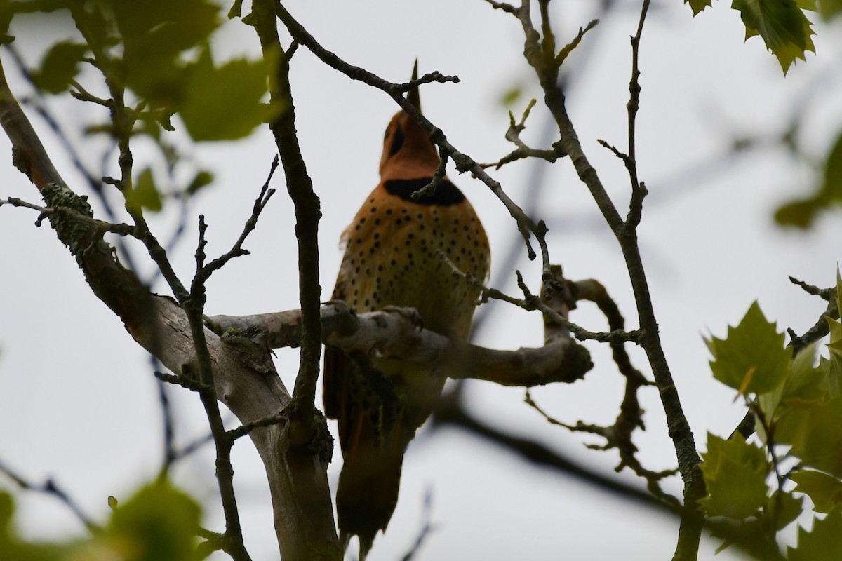 Northern Flicker - ML337252541