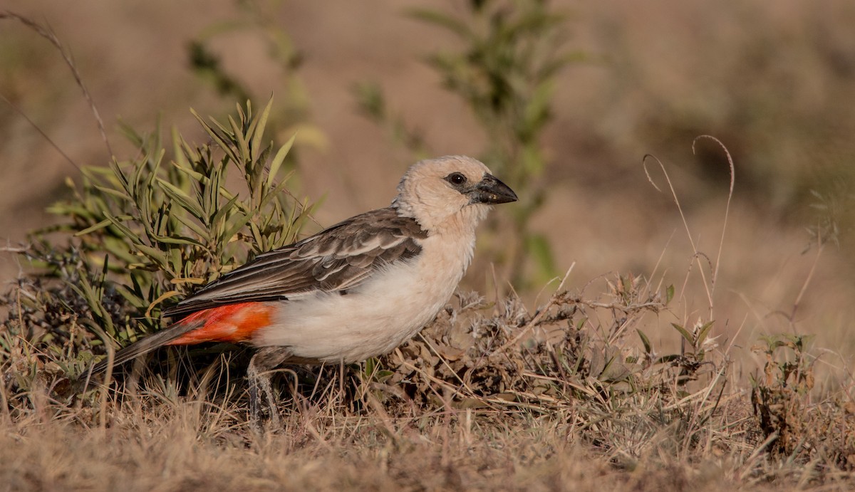 White-headed Buffalo-Weaver - ML33725351