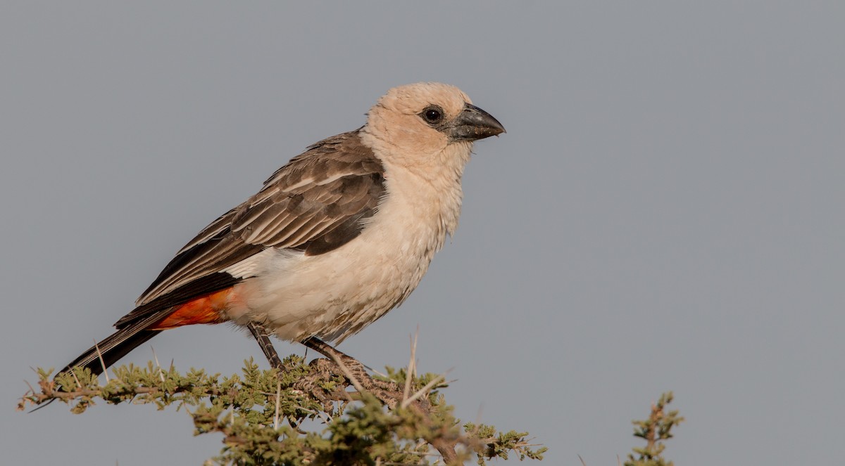 White-headed Buffalo-Weaver - ML33725361