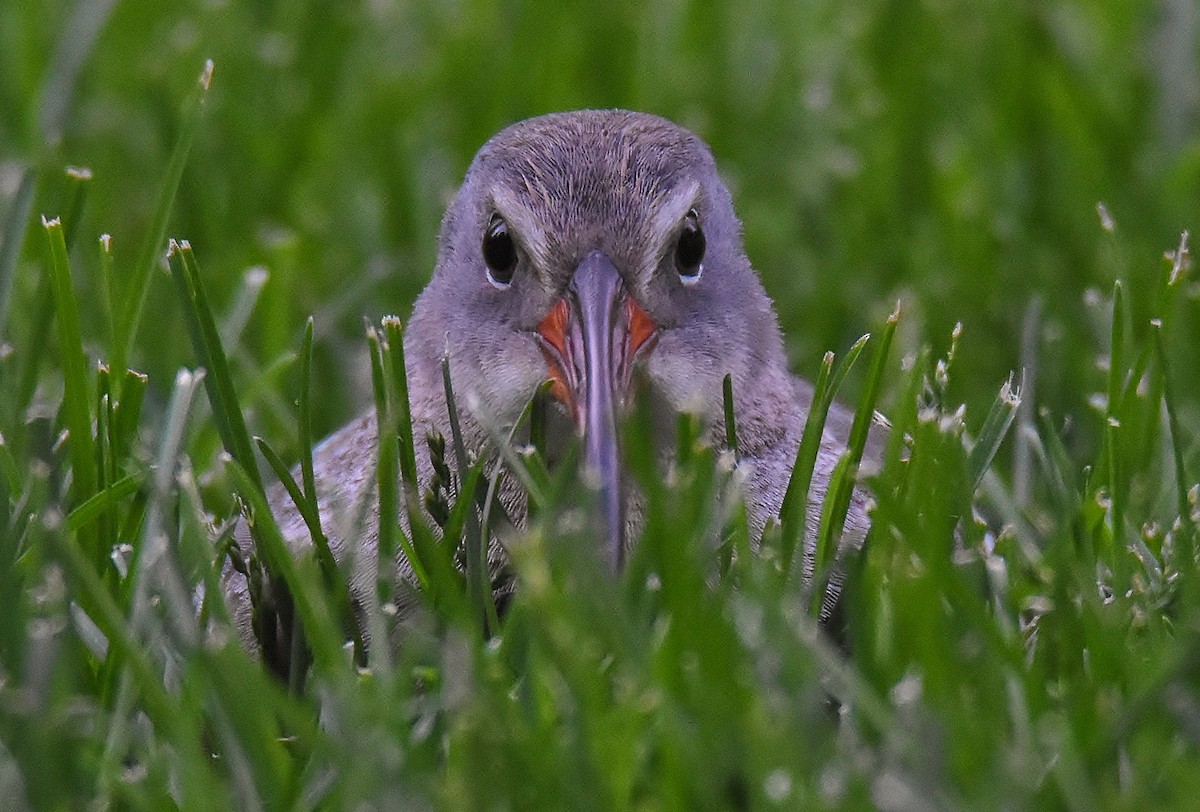 Clapper Rail - ML337254011