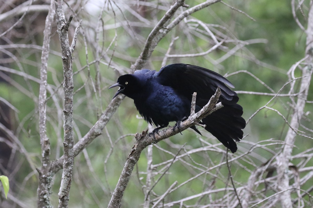 Great-tailed Grackle - ML337254311