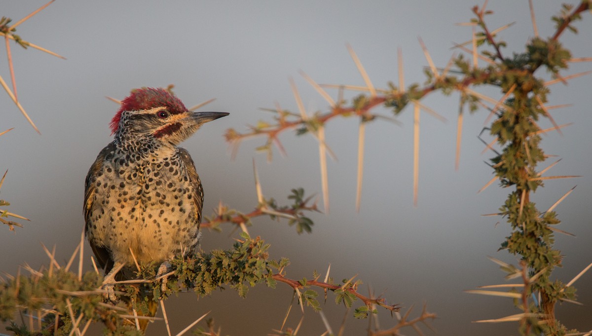 Nubian Woodpecker - ML33725451