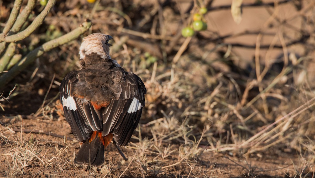 White-headed Buffalo-Weaver - Ian Davies