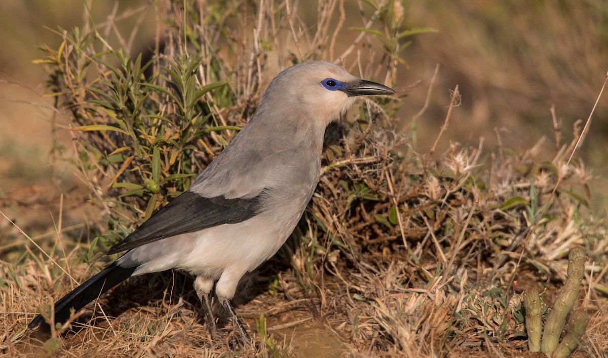 Stresemann's Bush-Crow - ML33725621