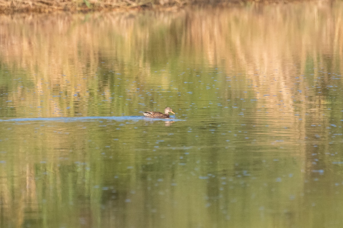 Gadwall - ML337256241