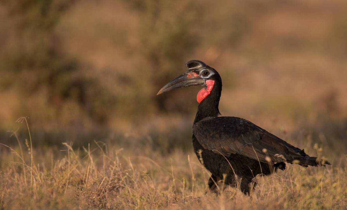 Abyssinian Ground-Hornbill - Ian Davies