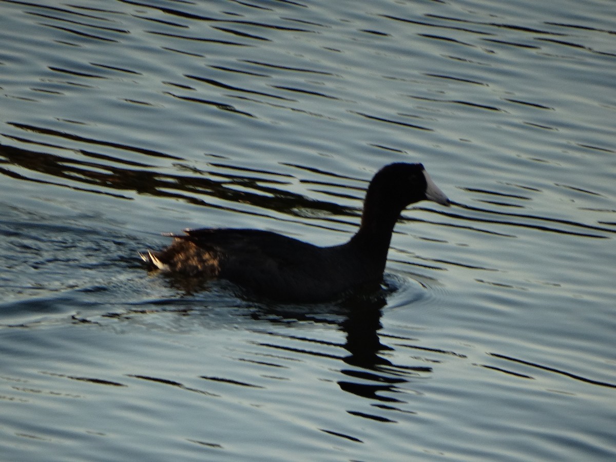 American Coot - ML33725771