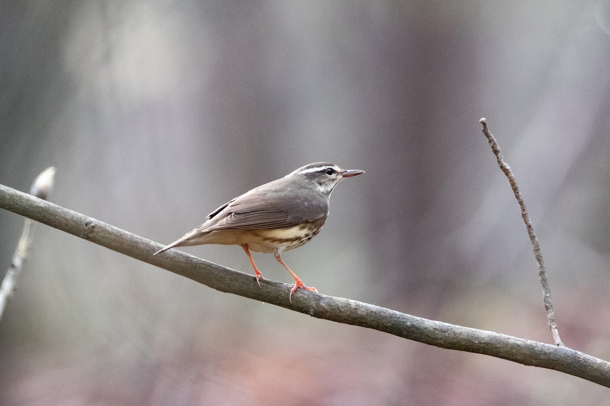 Louisiana Waterthrush - Will Bennett