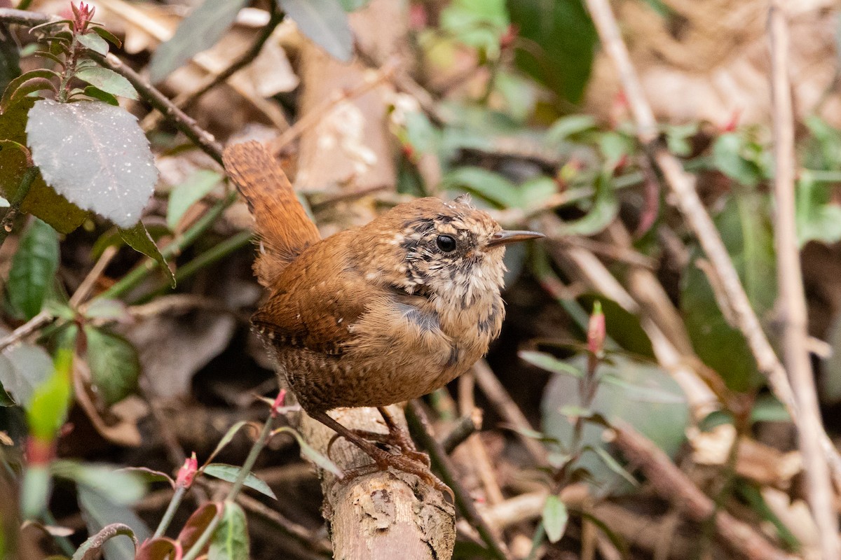 Winter Wren - ML337260961