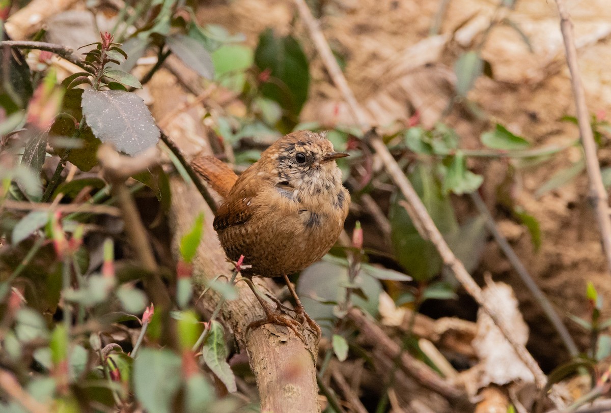 Winter Wren - ML337261021