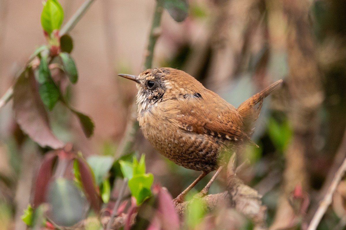 Winter Wren - ML337261041