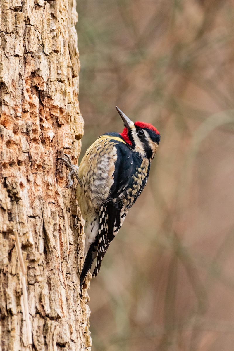 Yellow-bellied Sapsucker - ML337261111