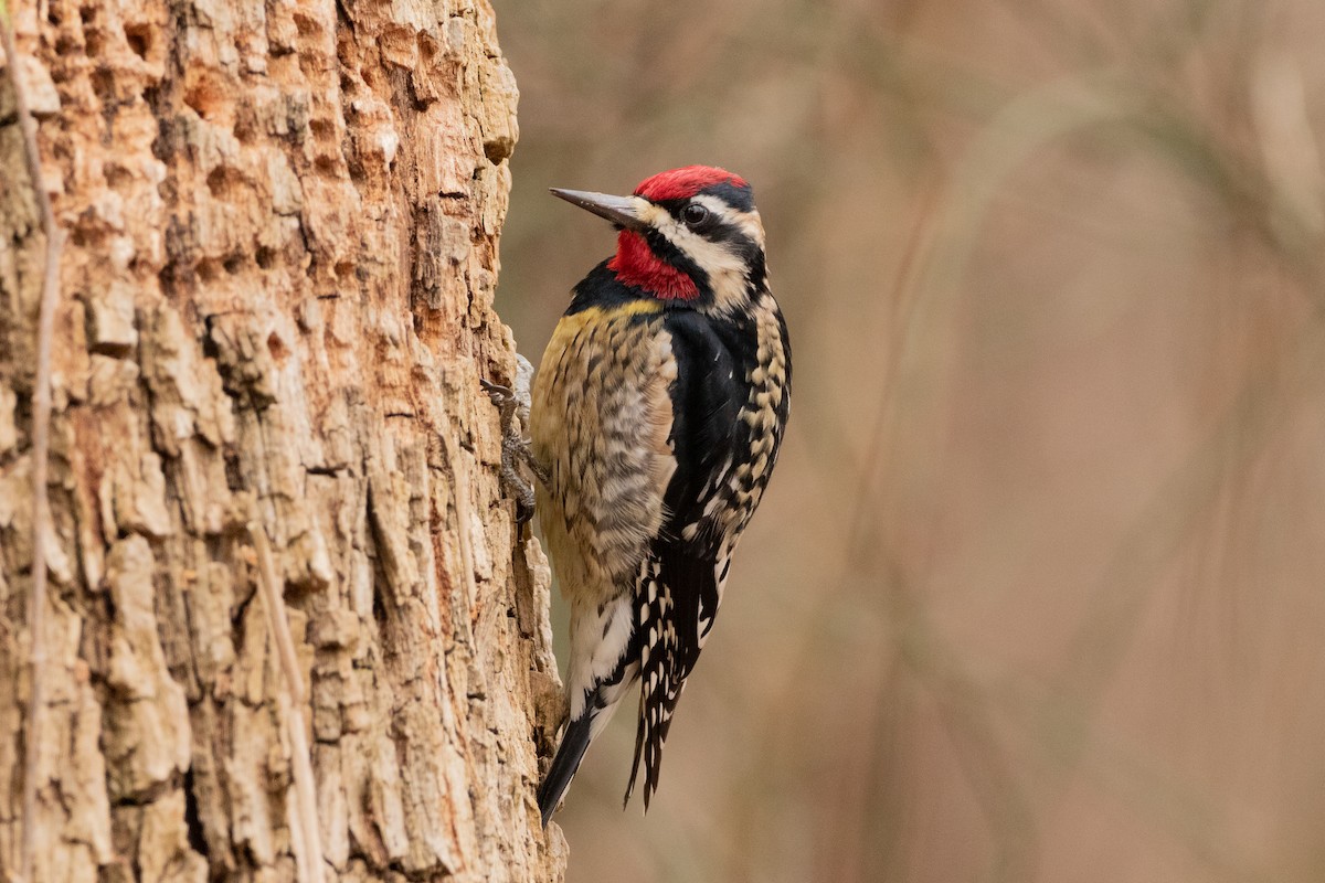 Yellow-bellied Sapsucker - ML337261121