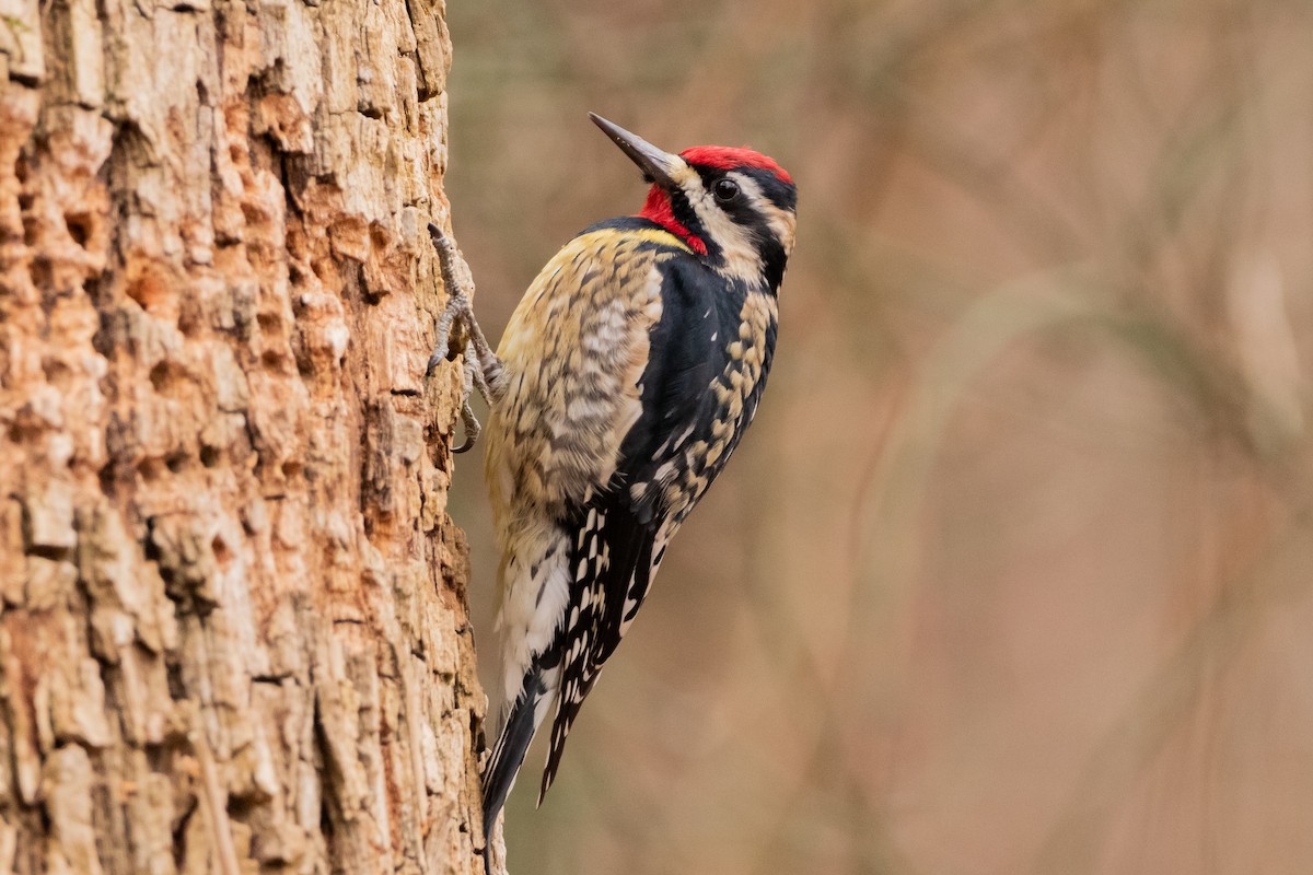 Yellow-bellied Sapsucker - ML337261151