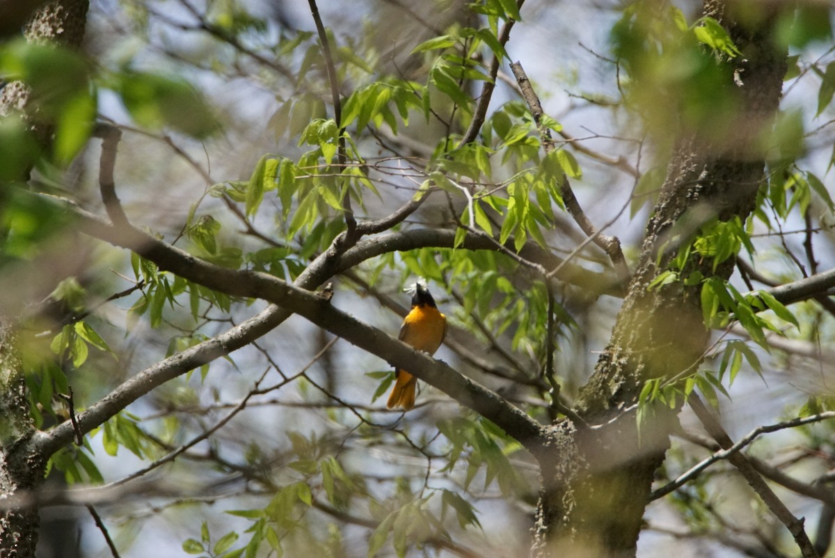 Baltimore Oriole - ML337262441