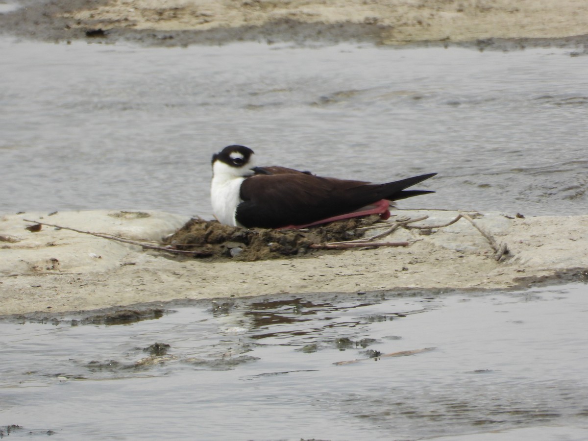 Black-necked Stilt - ML337262451