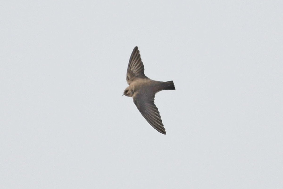 Eurasian Crag-Martin - ML337265451