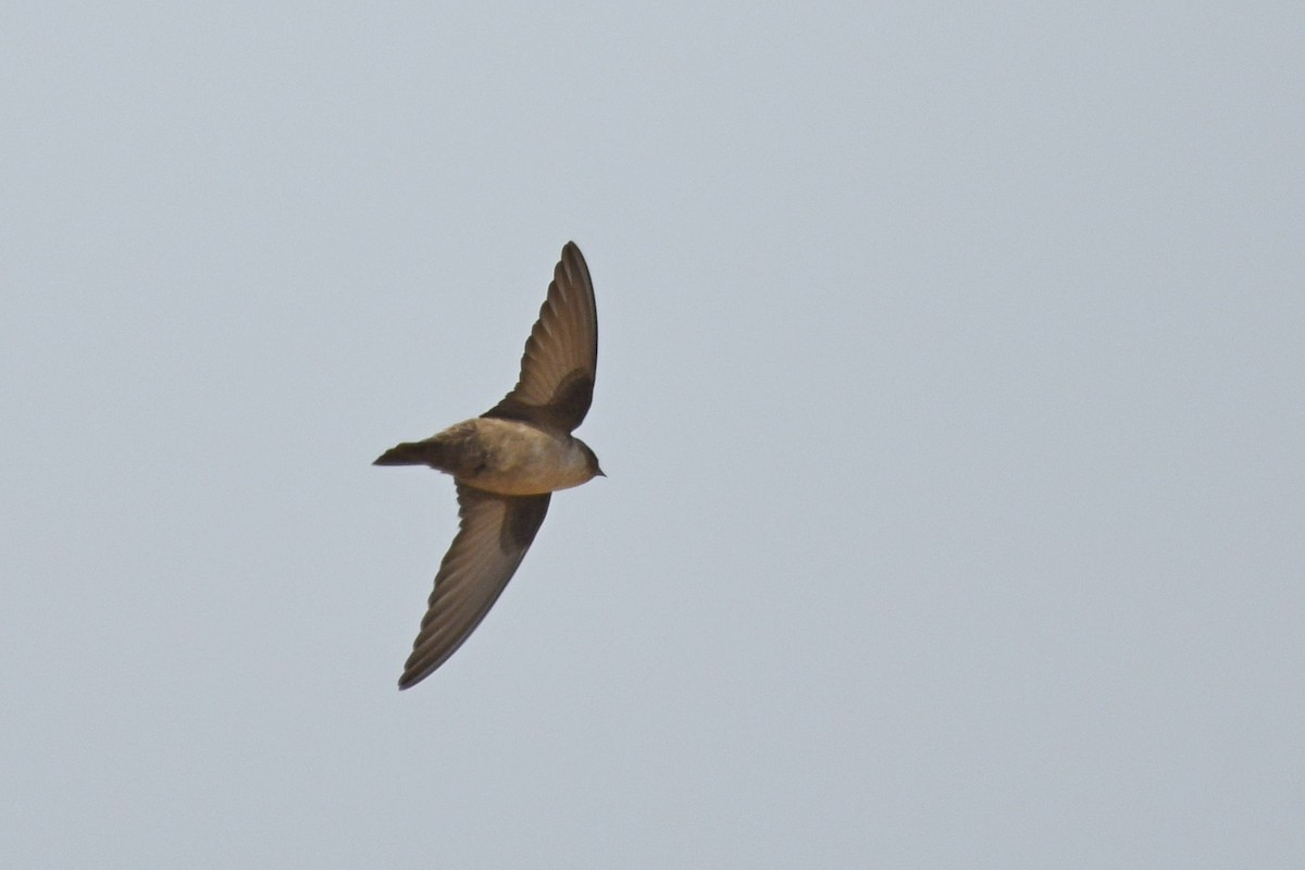 Eurasian Crag-Martin - ML337265461