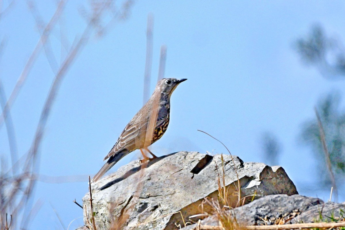 Mistle Thrush - Abhiram Sankar