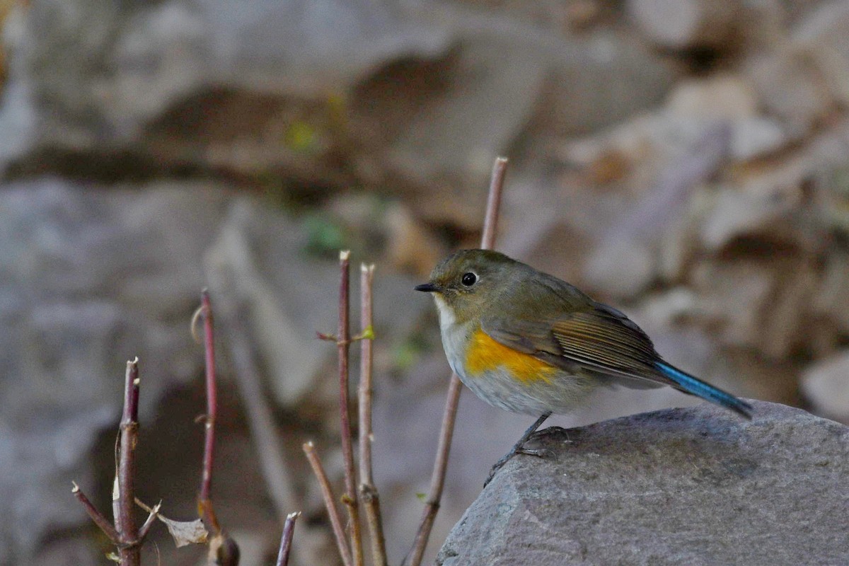 Himalayan Bluetail - ML337265511