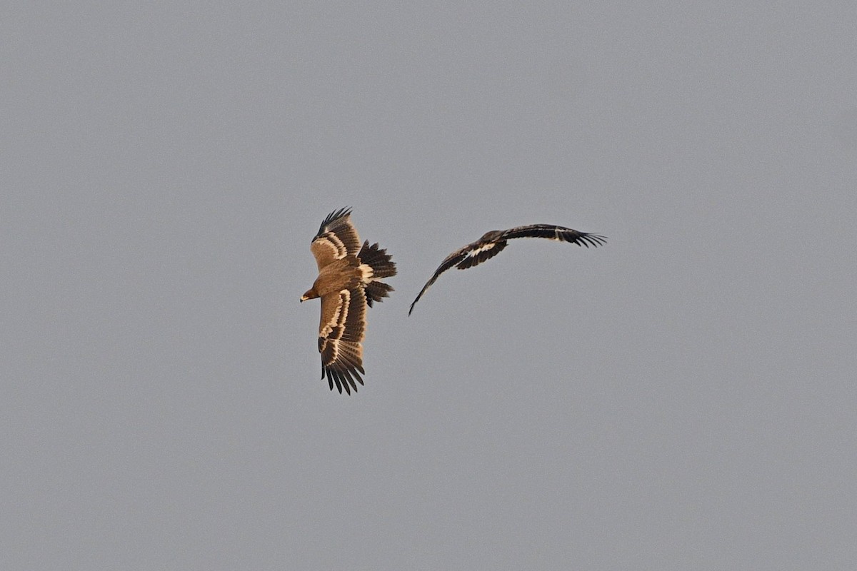 Águila Esteparia - ML337265521