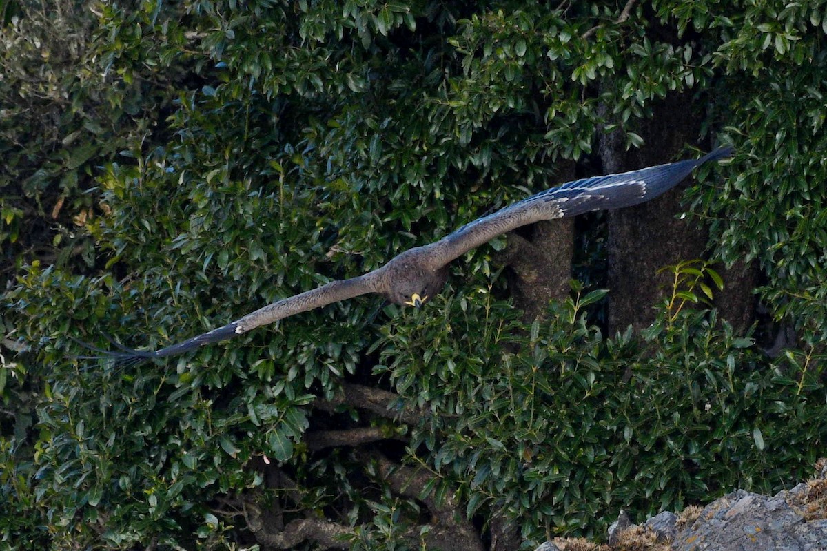 Águila Esteparia - ML337265531