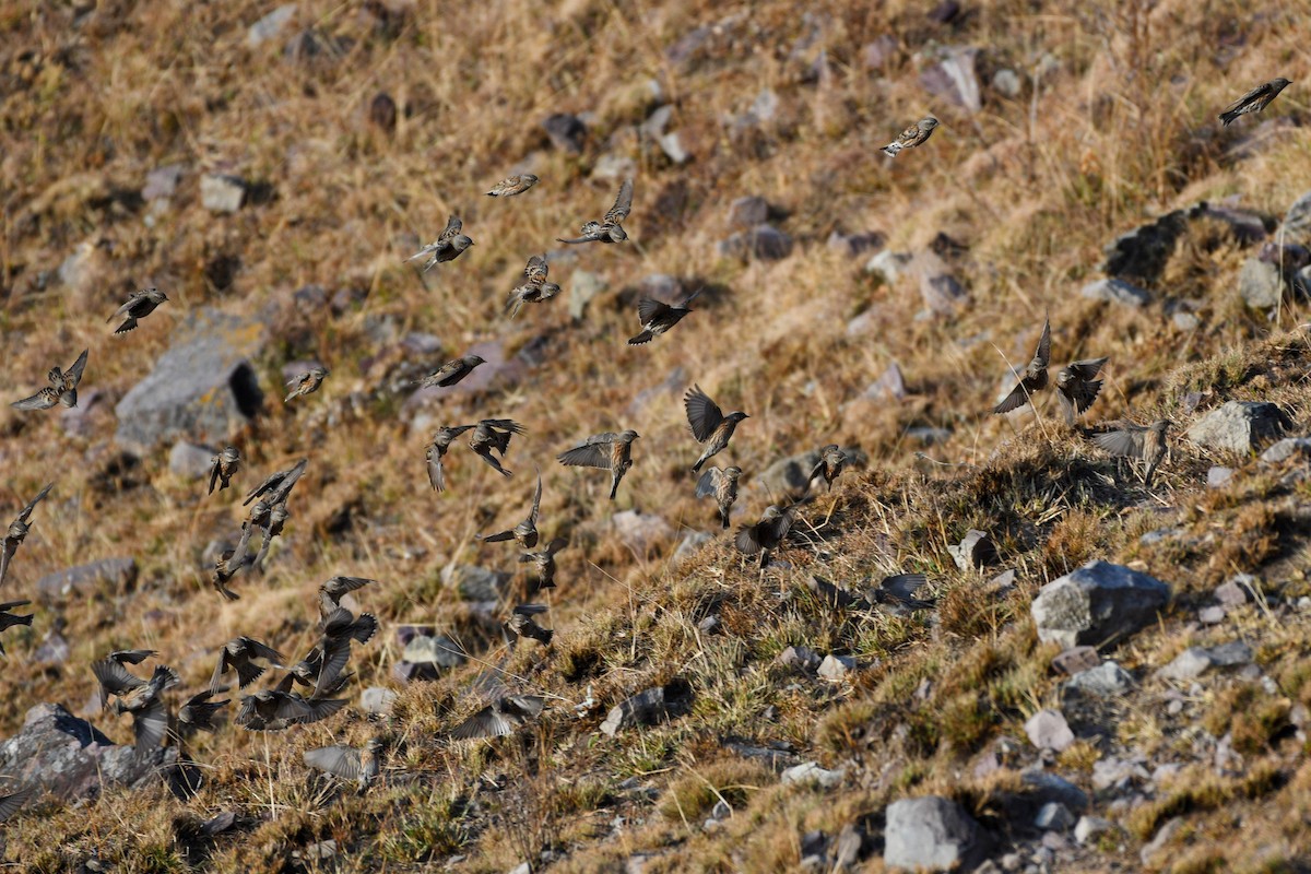 Altai Accentor - ML337265561