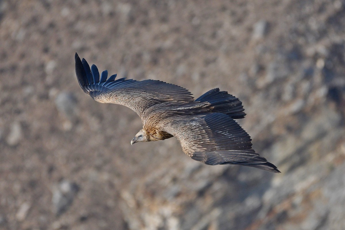 Himalayan Griffon - ML337265581