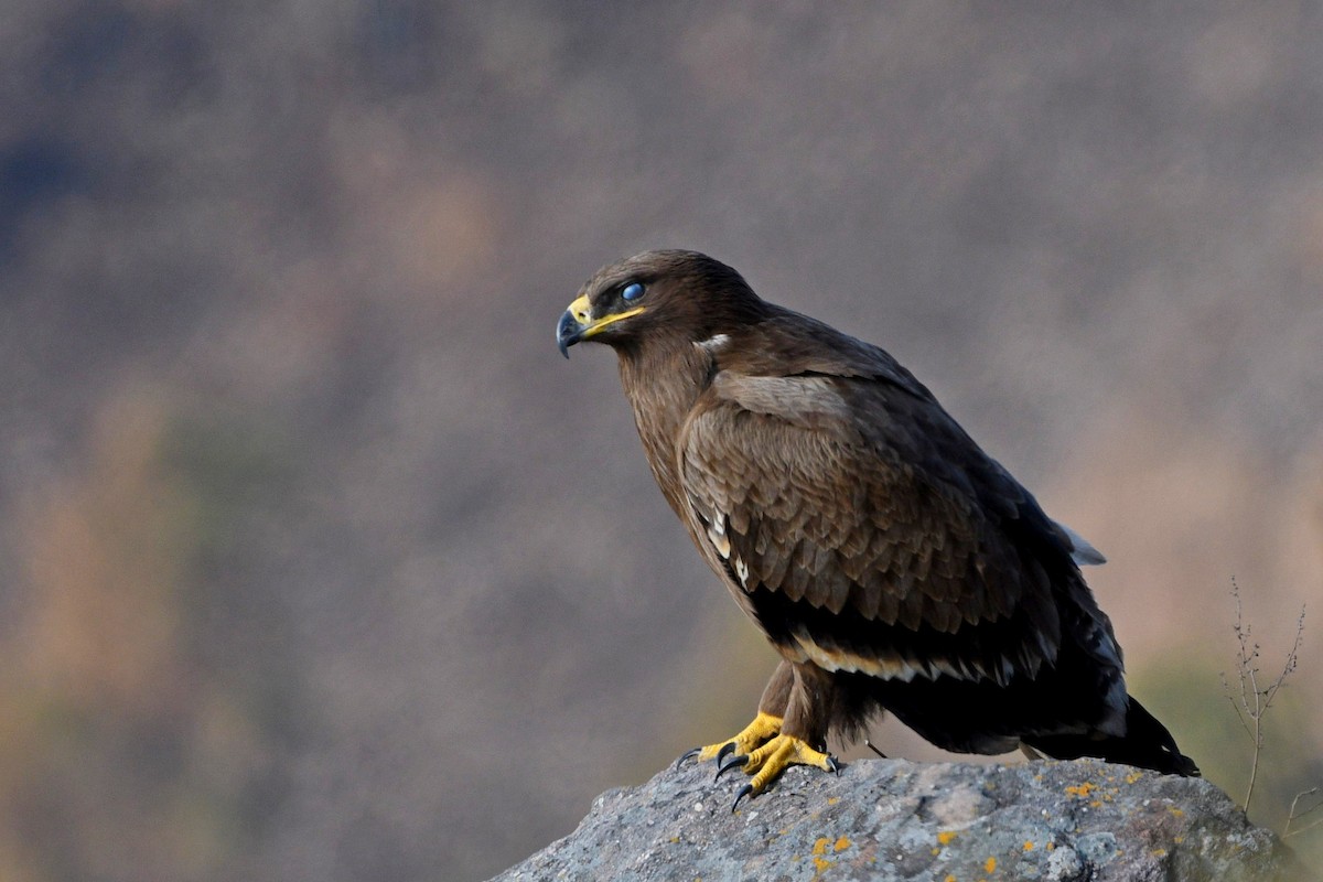 Steppe Eagle - ML337265611