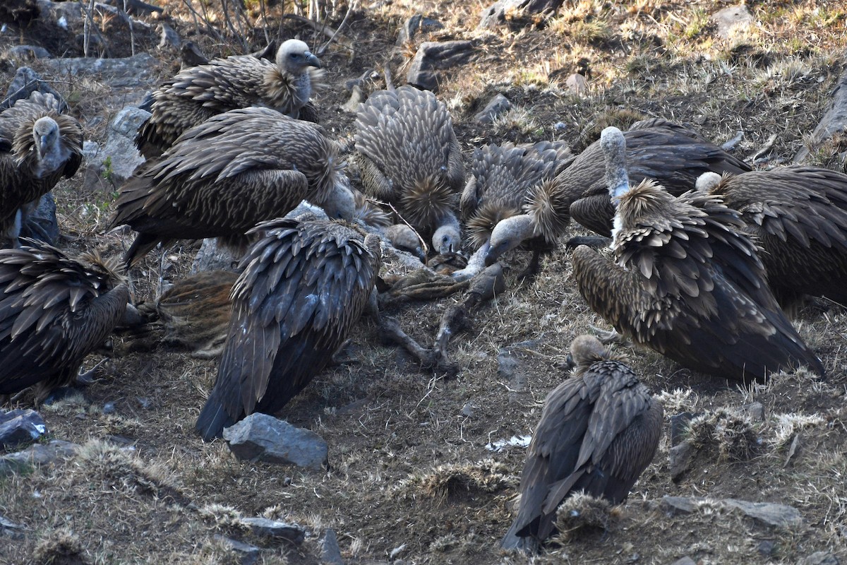 Himalayan Griffon - ML337265621