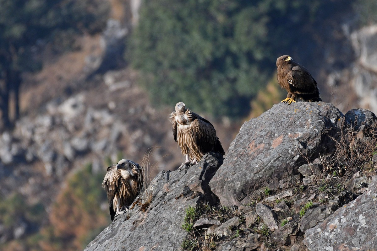 Himalayan Griffon - ML337265631