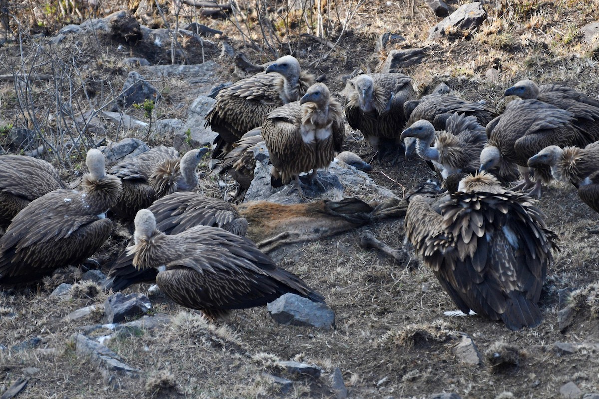 Himalayan Griffon - ML337265641