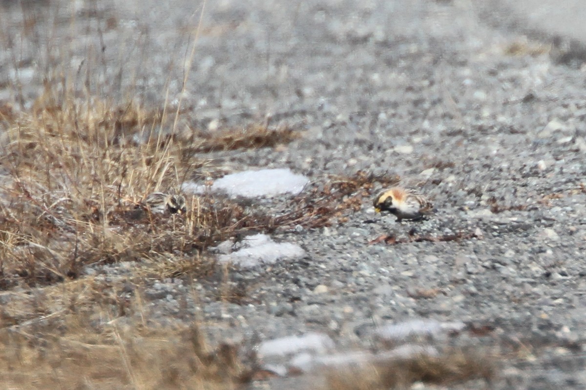 Lapland Longspur - ML337266231